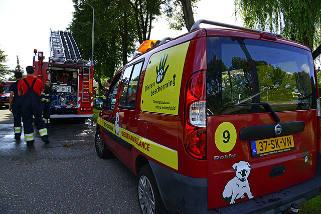 2014/181/GB 20140811 012 Dier te water Robert Kochstraat.jpg